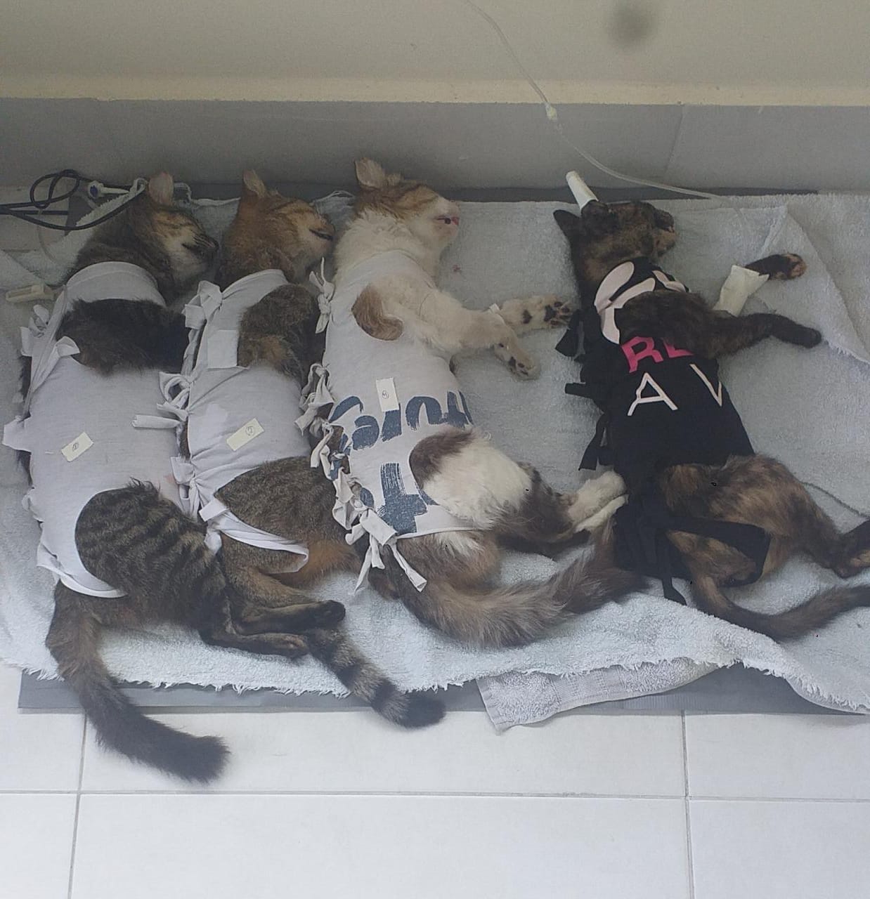Imagens de quatro gatos deitados sobre uma toalha.