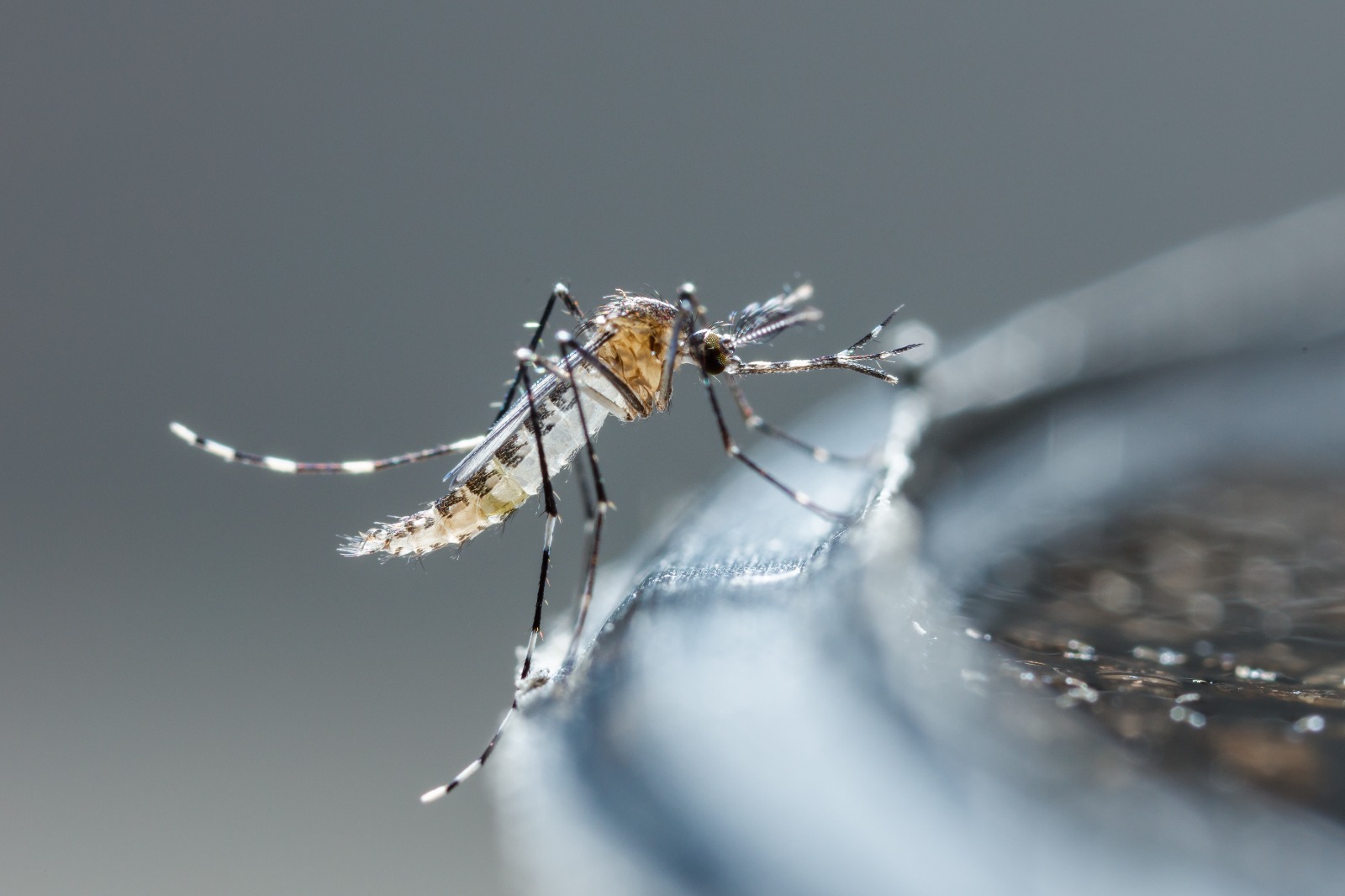 Imagem de um mosquito aedes aegypti em cima de um recipiente com água.