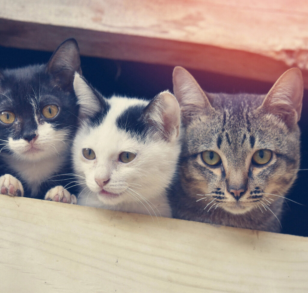 imagem mostra três gatos em alusao a animais que estariam sofrendo maus tratos