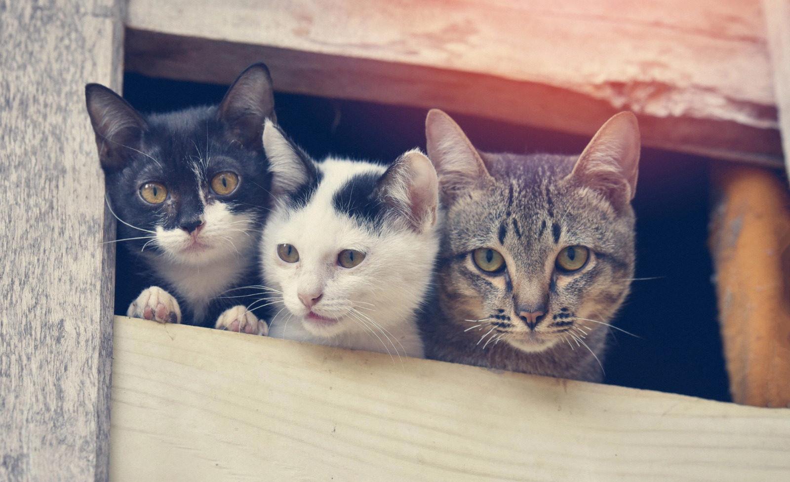 imagem mostra três gatos em alusao a animais que estariam sofrendo maus tratos