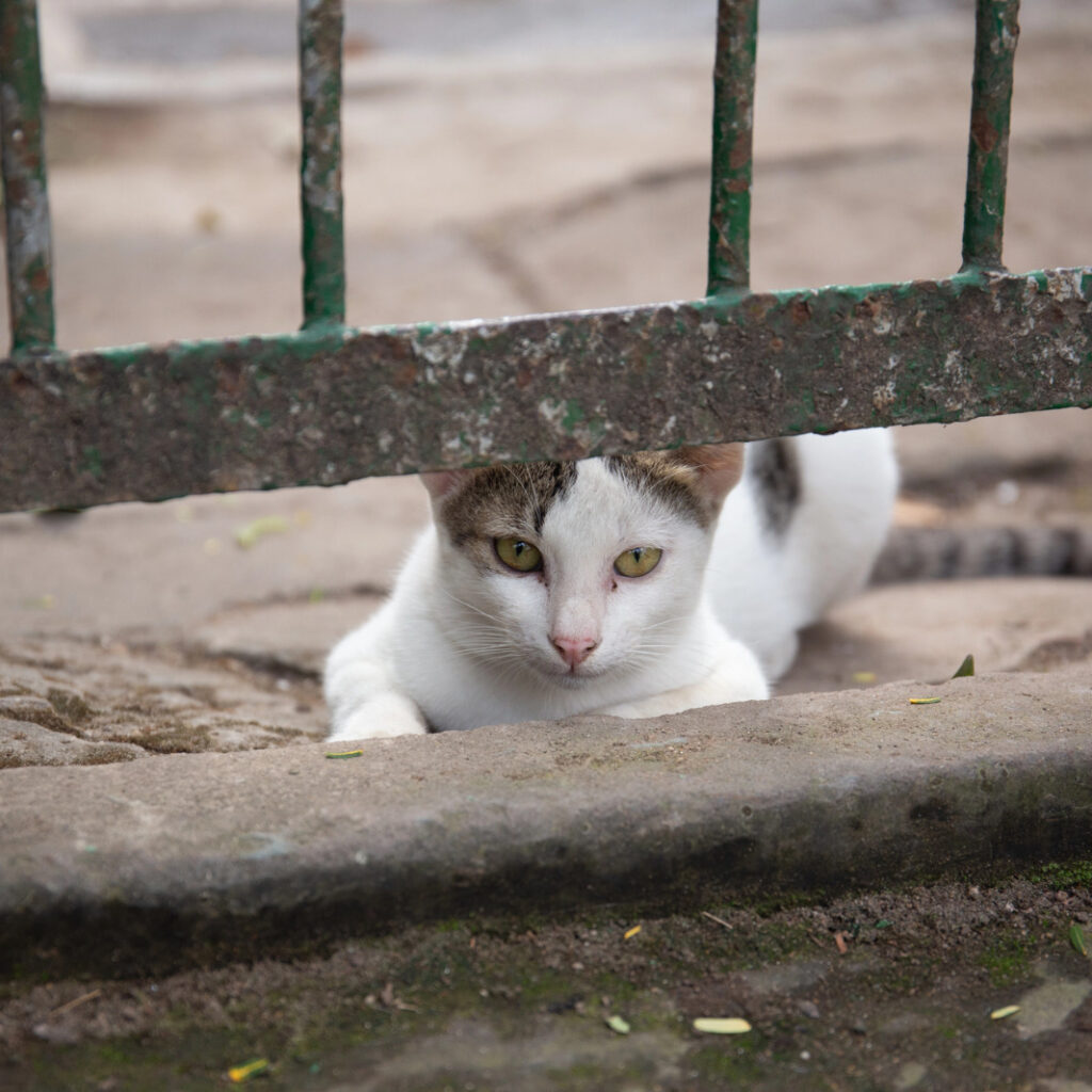 Gato branco e cinza espreitando diretamente para a câmera por trás de uma grade de ferro enferrujada.
