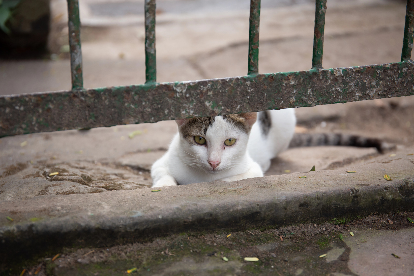 Gato branco e cinza espreitando diretamente para a câmera por trás de uma grade de ferro enferrujada.