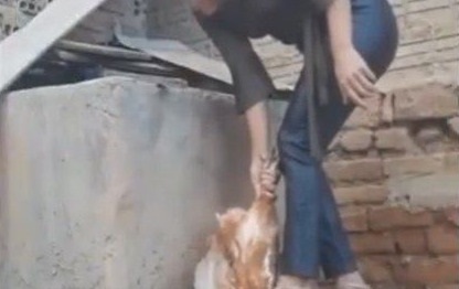 pessoa curvada, segurando uma galinha de cabeça para baixo pelas pernas,