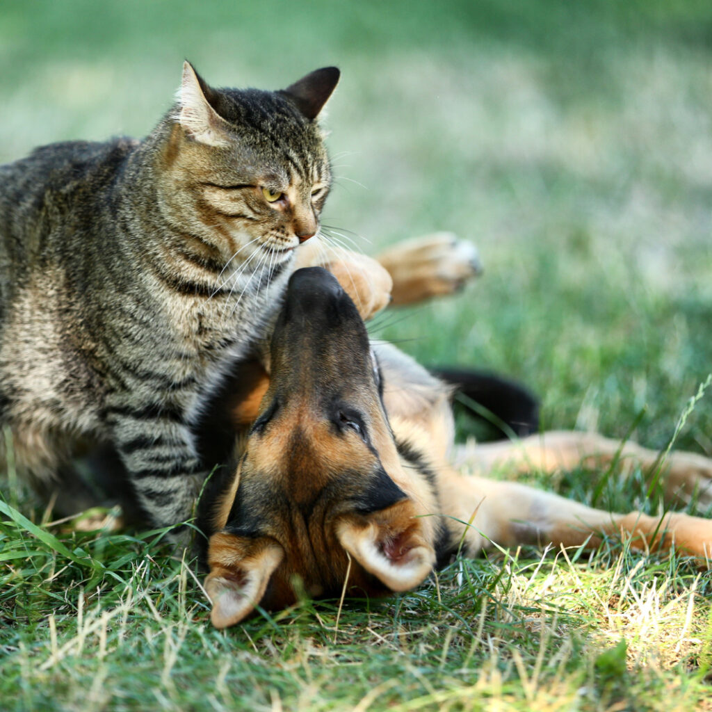 Um gato em pé encara um filhote de pastor-alemão deitado de costas na grama verde, em um momento de brincadeira.