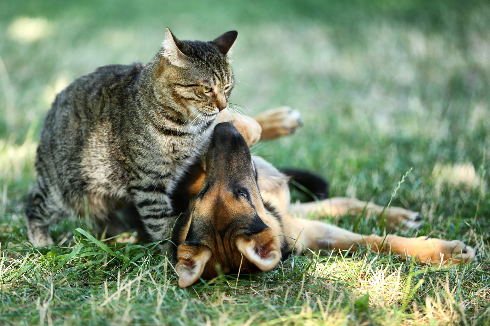 Um gato em pé encara um filhote de pastor-alemão deitado de costas na grama verde, em um momento de brincadeira.