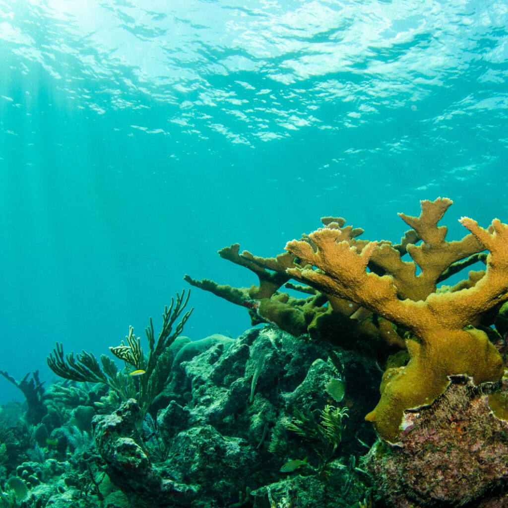 Fotografia subaquática mostrando um recife de corais sob a água azul do mar, com destaque para um grande coral ramificado de tom amarelado à direita e raios de sol penetrando a partir da superfície no canto superior esquerdo
