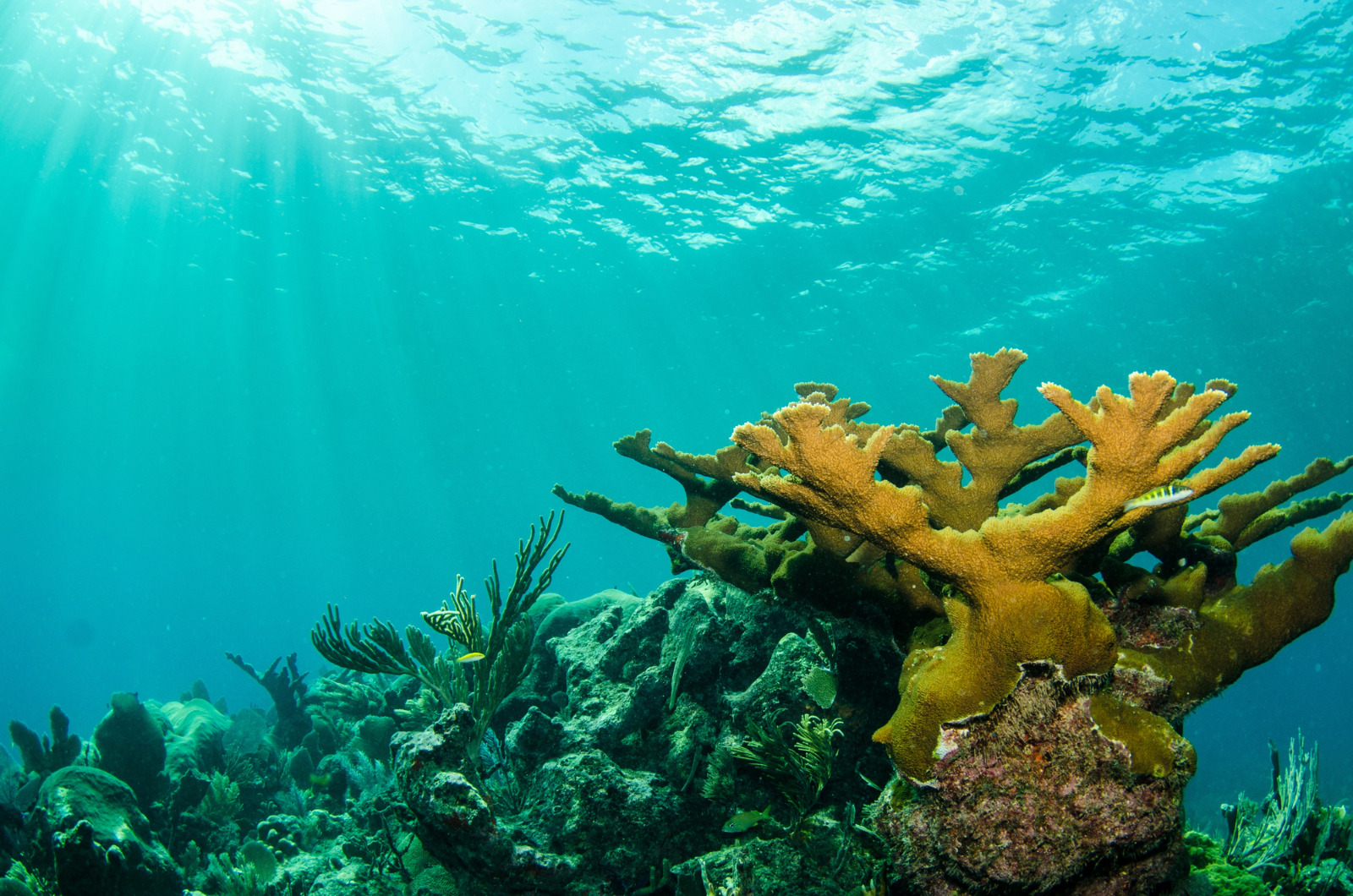 Fotografia subaquática mostrando um recife de corais sob a água azul do mar, com destaque para um grande coral ramificado de tom amarelado à direita e raios de sol penetrando a partir da superfície no canto superior esquerdo